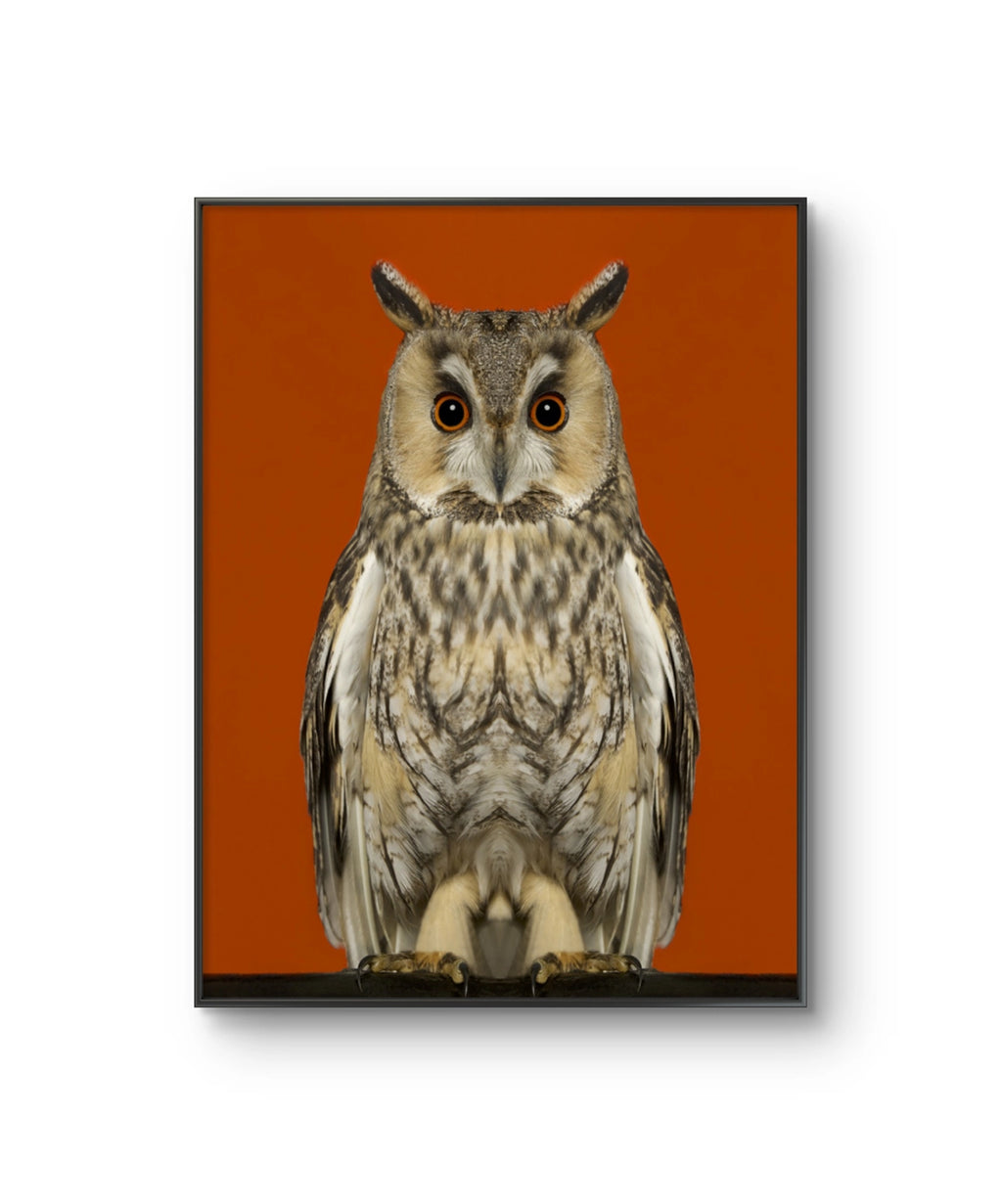 Fine art fotokunsttrykket "Asio Otus" av den norske fotografen Dag Knudsen, signert og nummerert i et begrenset opplag.