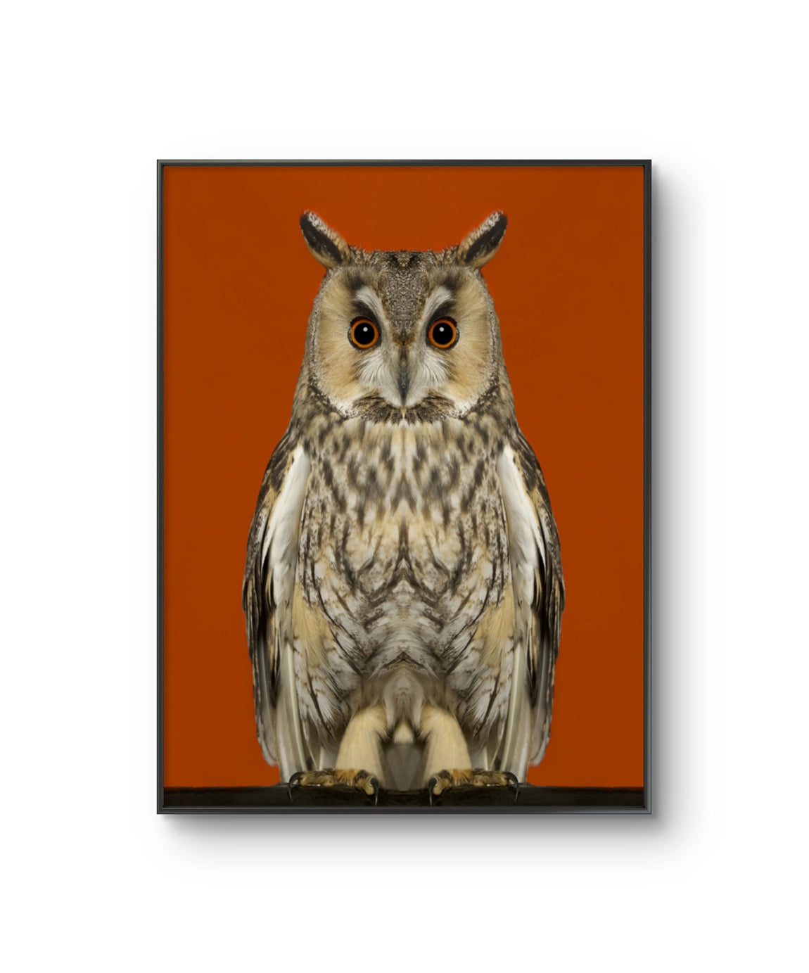 Fine art fotokunsttrykket "Asio Otus" av den norske fotografen Dag Knudsen, signert og nummerert i et begrenset opplag.