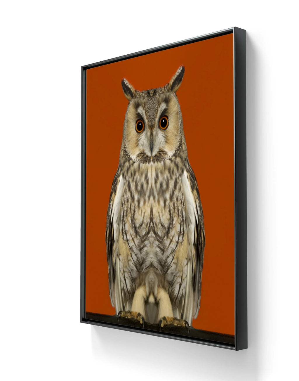 Fine art fotokunsttrykket "Asio Otus" leveres ferdig innrammet med en ramme av aluminium.