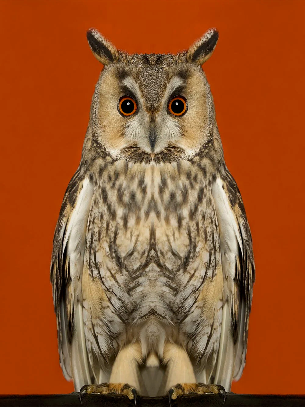 Detaljebilde av fotokunsttrykket "Asio Otus" av Dag knudsen