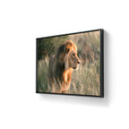 First light of Savanna kan du få innrammet på galleri m35