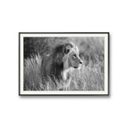 First Light of Savanna black and white er et fotografi av Daniel Bryn Larsen