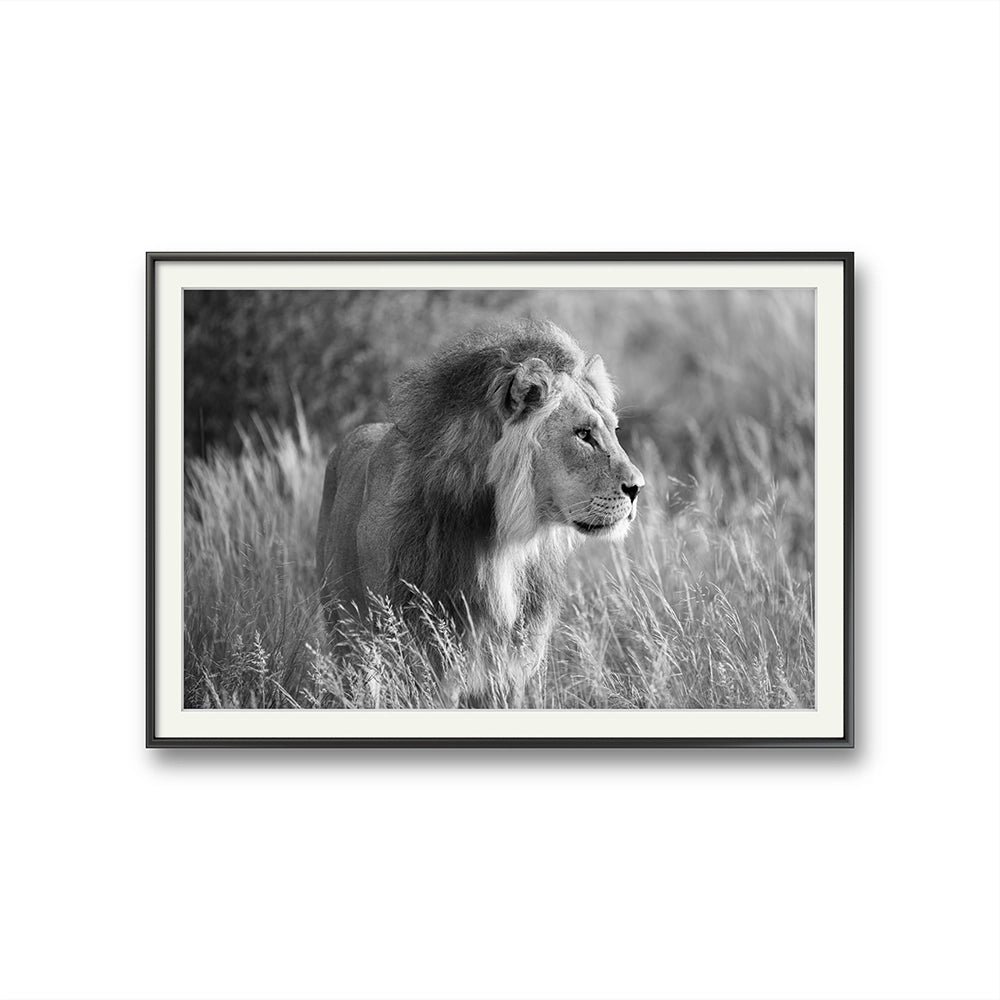 First Light of Savanna black and white er et fotografi av Daniel Bryn Larsen