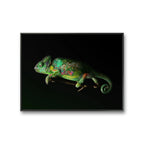 Kamelon er et digitalt grafisk kunstverk