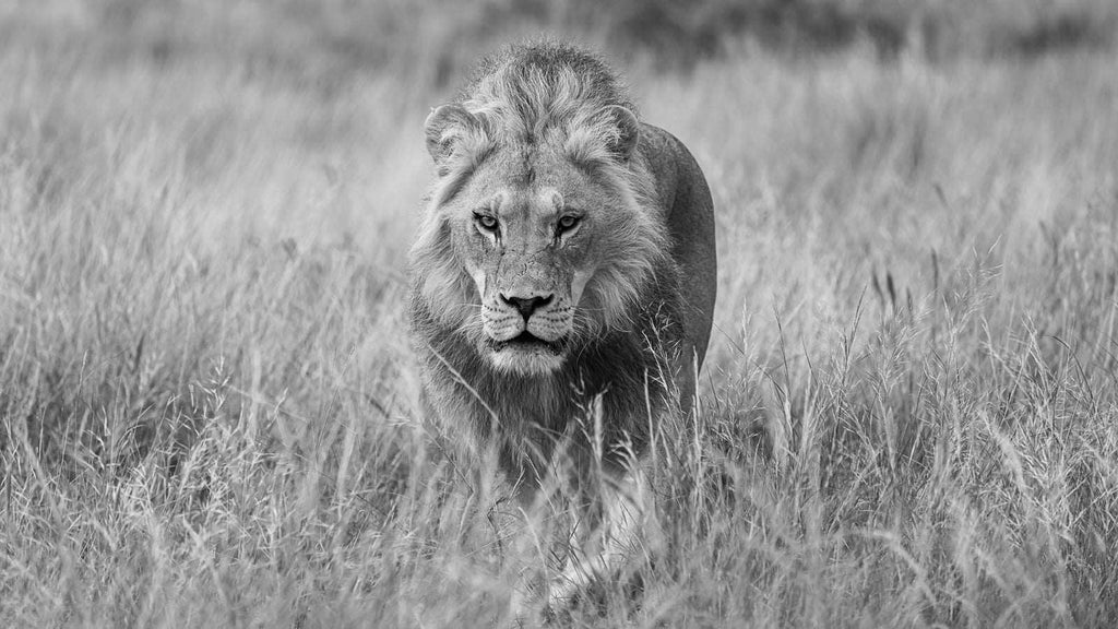 Vi er behjelpelig med innramming. Ta kontakt på post@m35.no