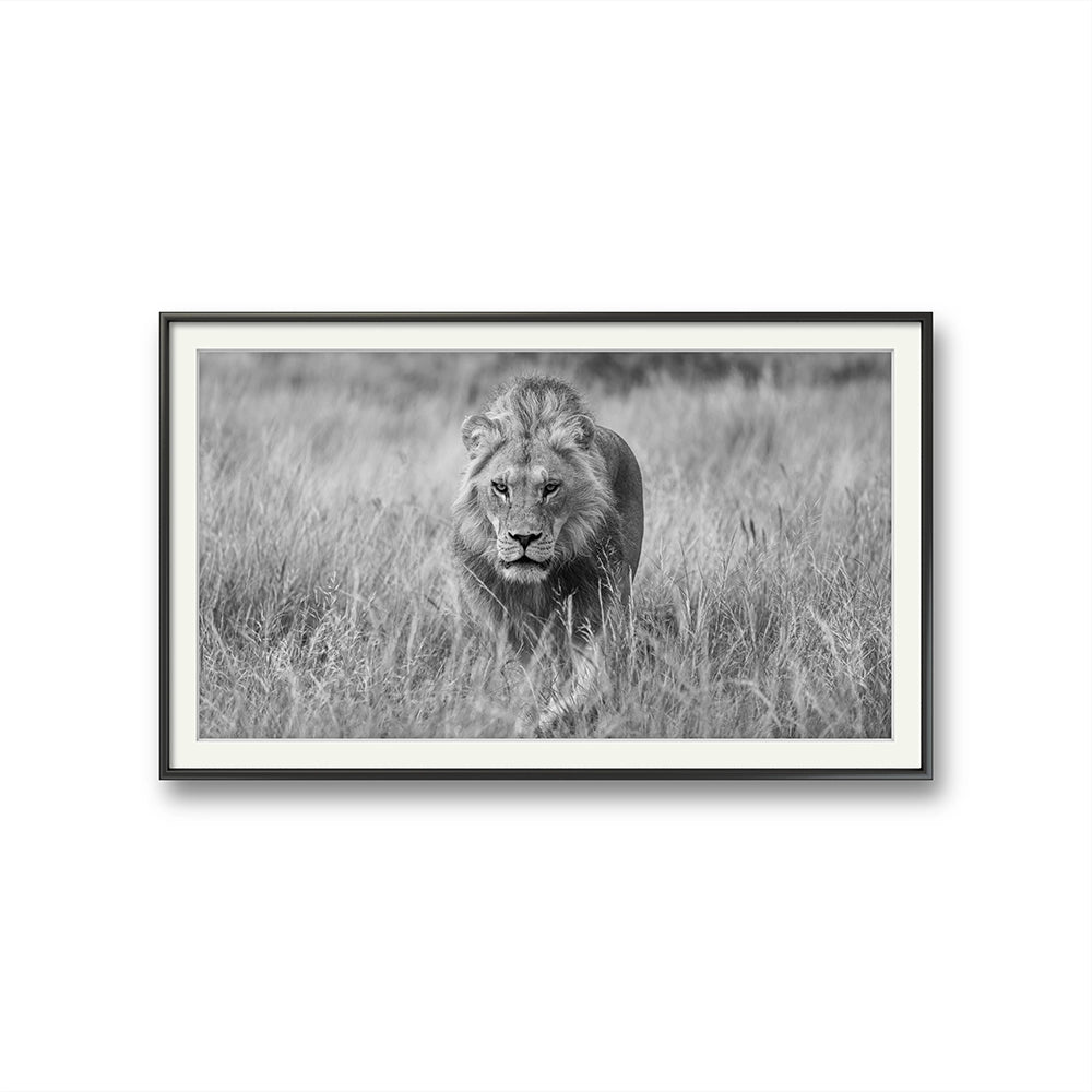 Regal hunter black and white er et fotografi av Daniel Bryn Larsen