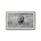 Regal hunter black and white er et fotografi av Daniel Bryn Larsen