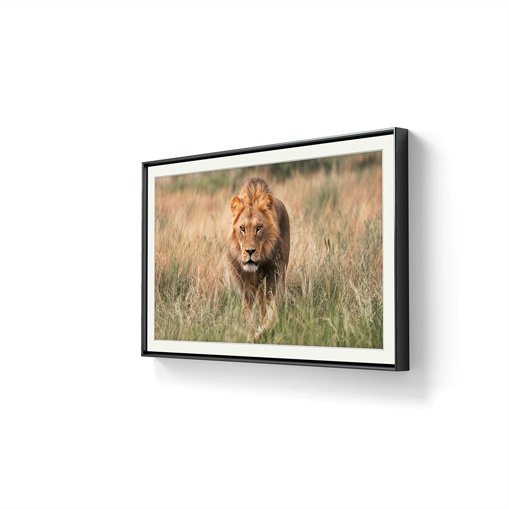 Fotografiet Regal Hunter ferdig innrammet