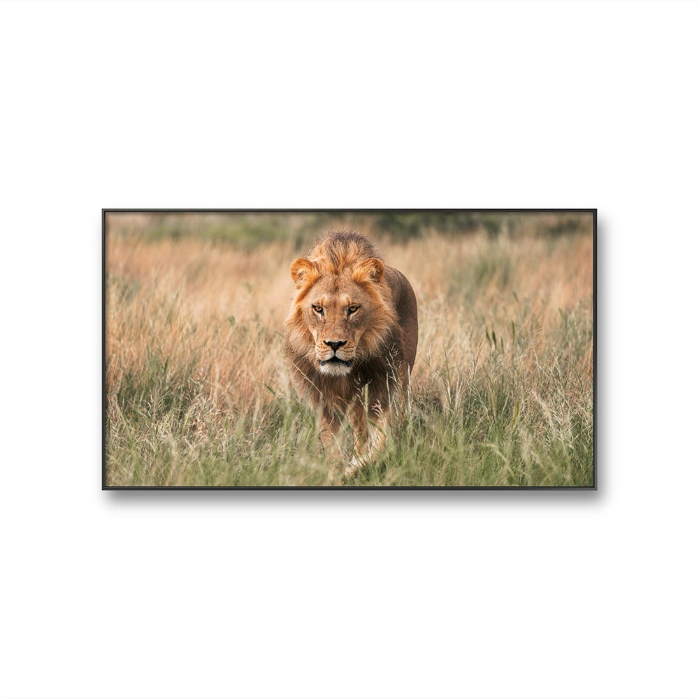 Regal Hunter er et fotografi av Daniel Bryn Larsen