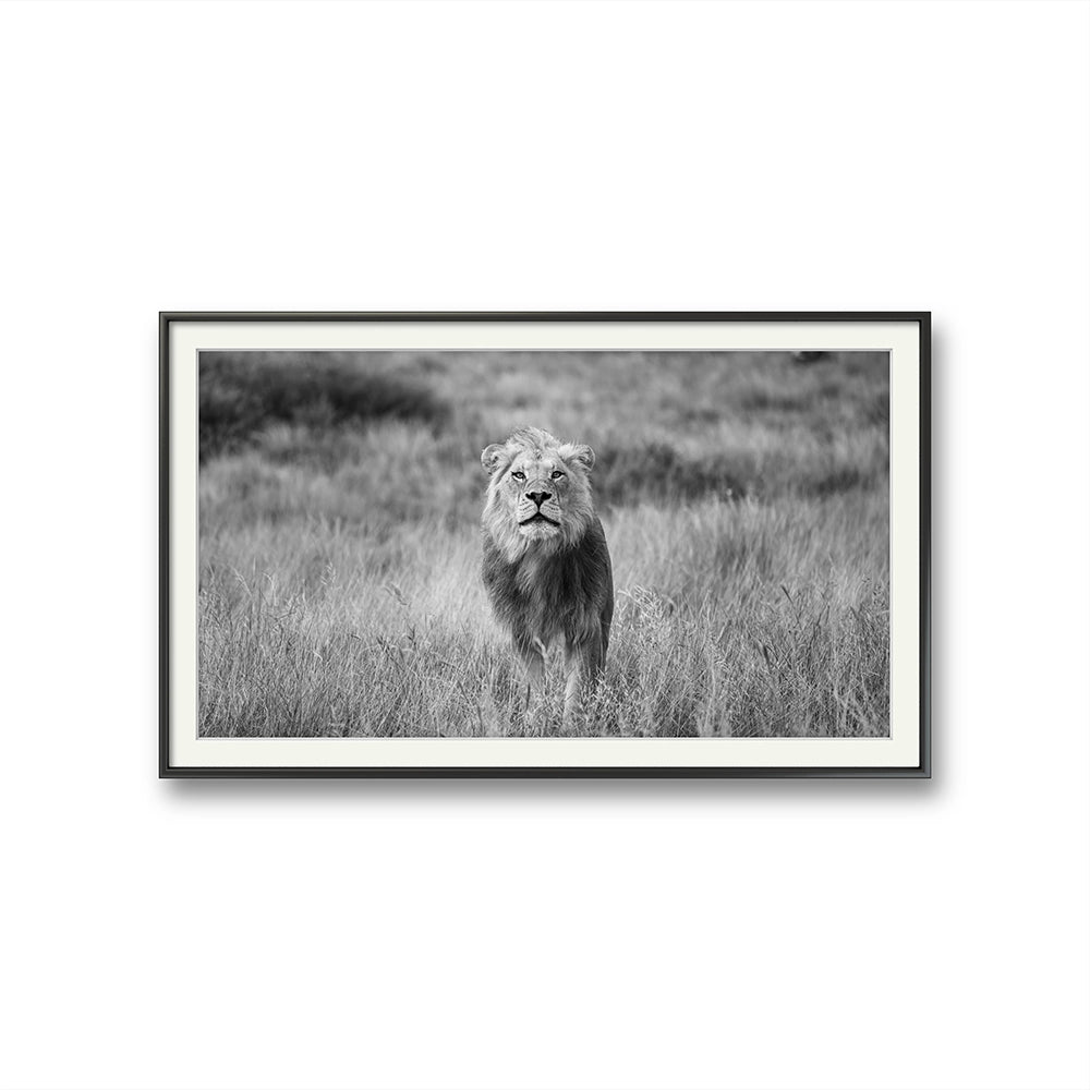 Staredown i black and white av Daniel Bryn Larsen