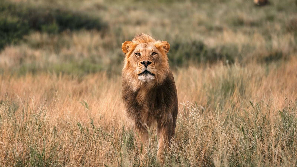 Vi er behjelpelig med innramming. Ta kontakt på post@m35.no