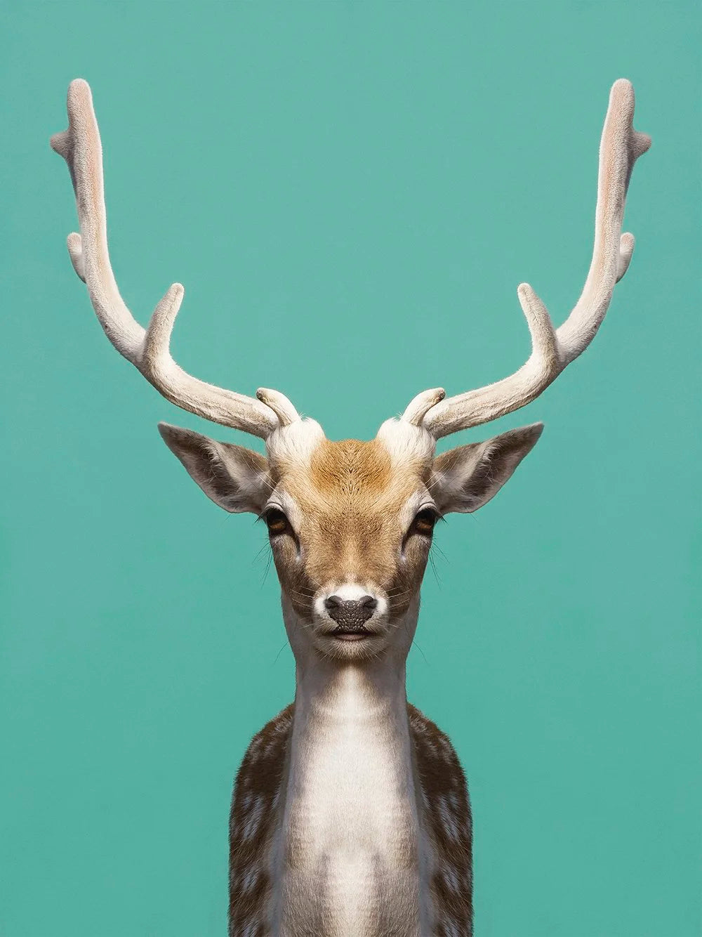 Symmetric Deer