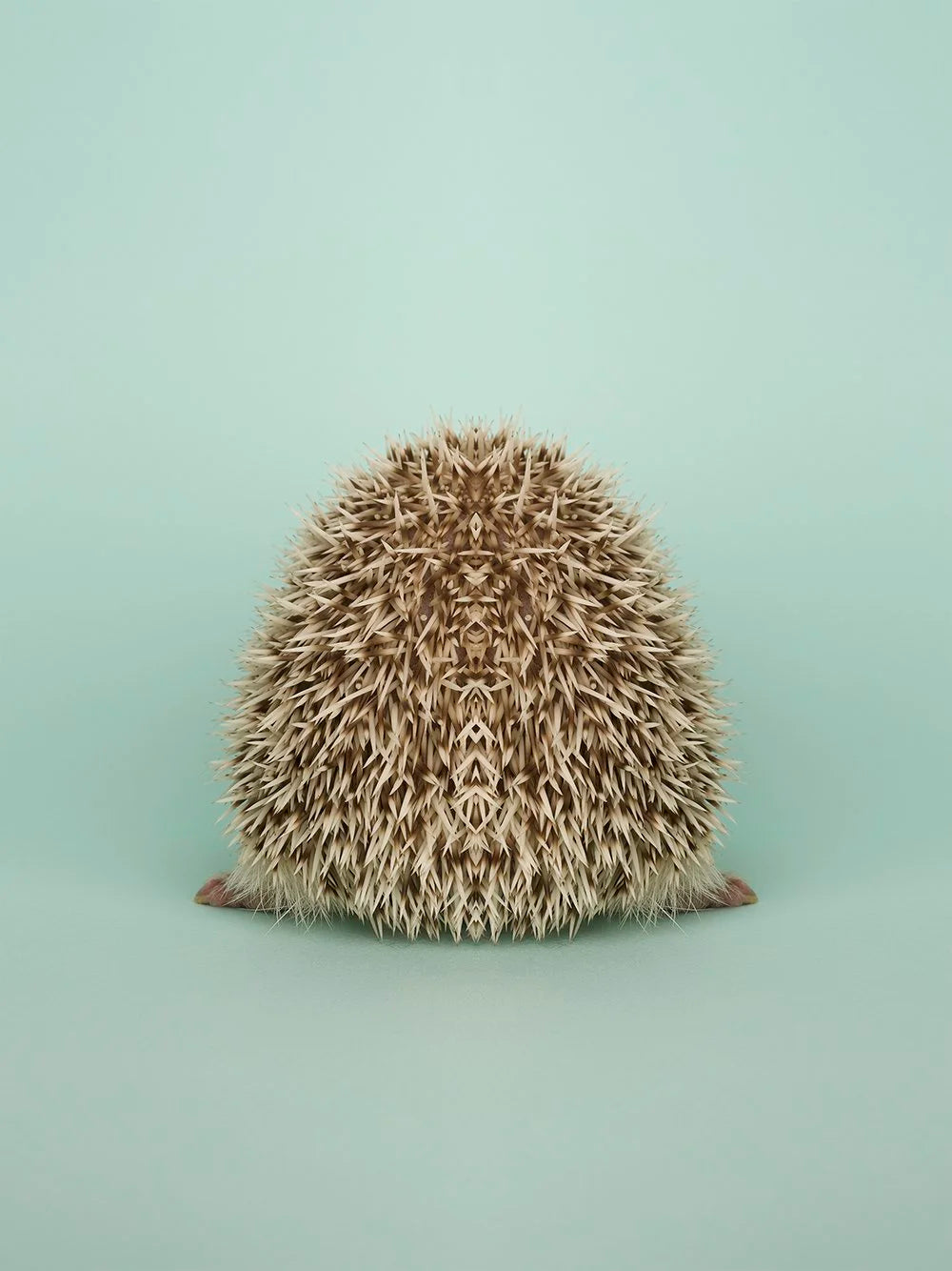 Detaljebilde av fotokunsttrykket "Symmetric Hedgehog II" av Dag Knudsen. 