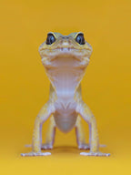 Detaljebilde av fotokunsttrykket "The Lizard King" av Dag Knudsen.