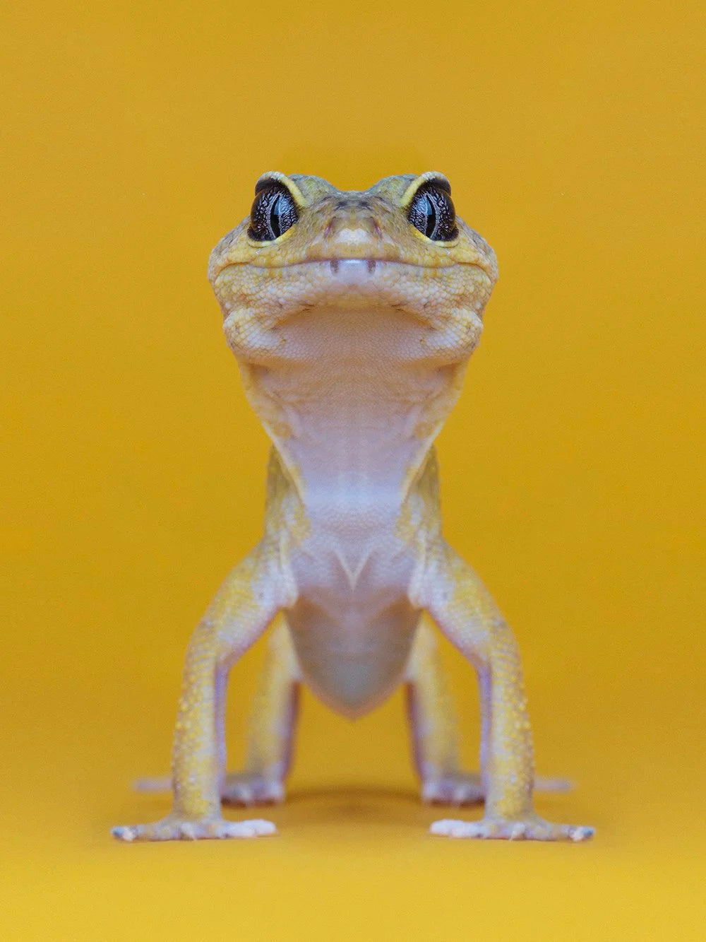 Detaljebilde av fotokunsttrykket "The Lizard King" av Dag Knudsen.