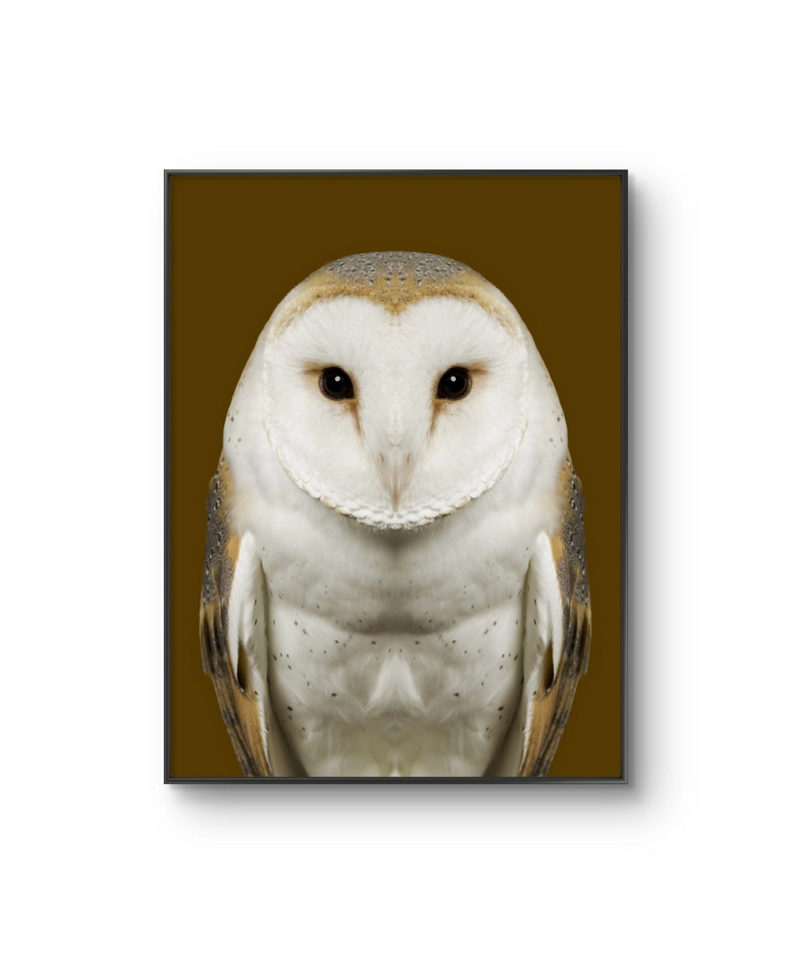 Fine art fotokunsttrykket "Tyto Alba" av den norske fotografen Dag Knudsen, signert og nummerert i et begrenset opplag.