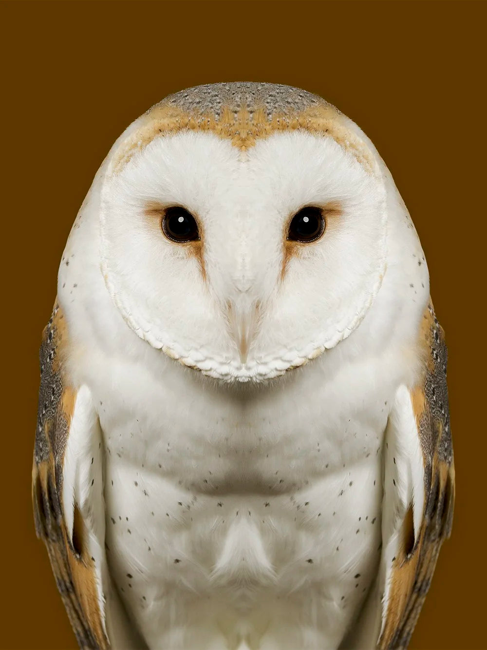 Detaljebilde av fotokunsttrykket "Tyto Alba" av Dag Knudsen