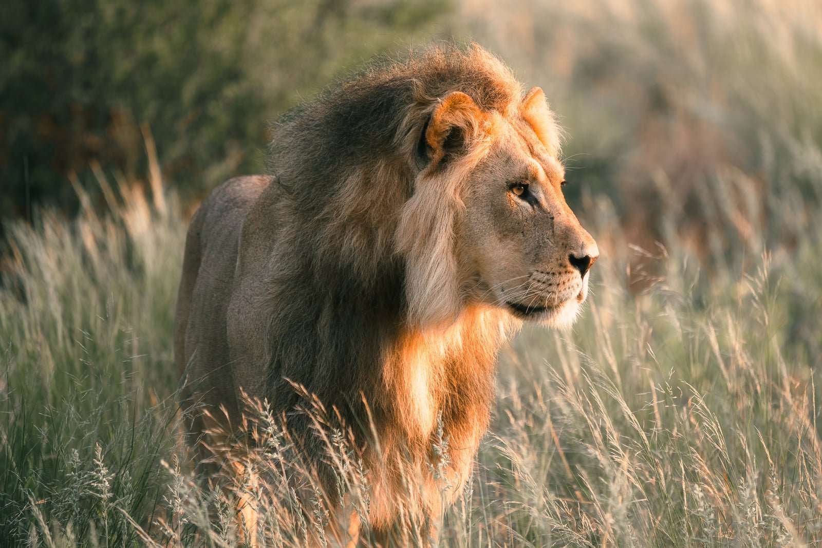 First light of Savanna - M35.Collective