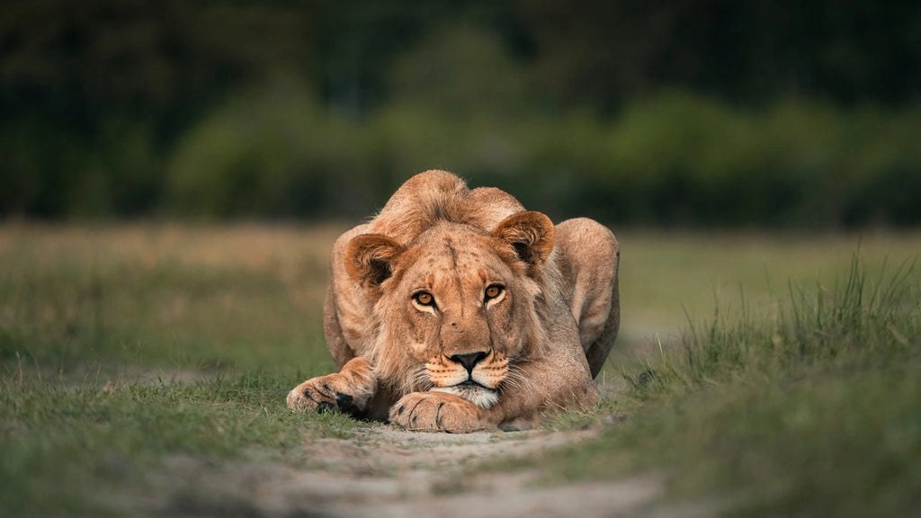 Fotografiet kommer i fire forskjellige størrelser