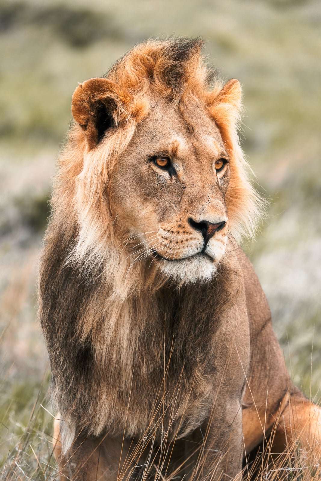 King in Training et fotografi av Daniel Bryn Larsen