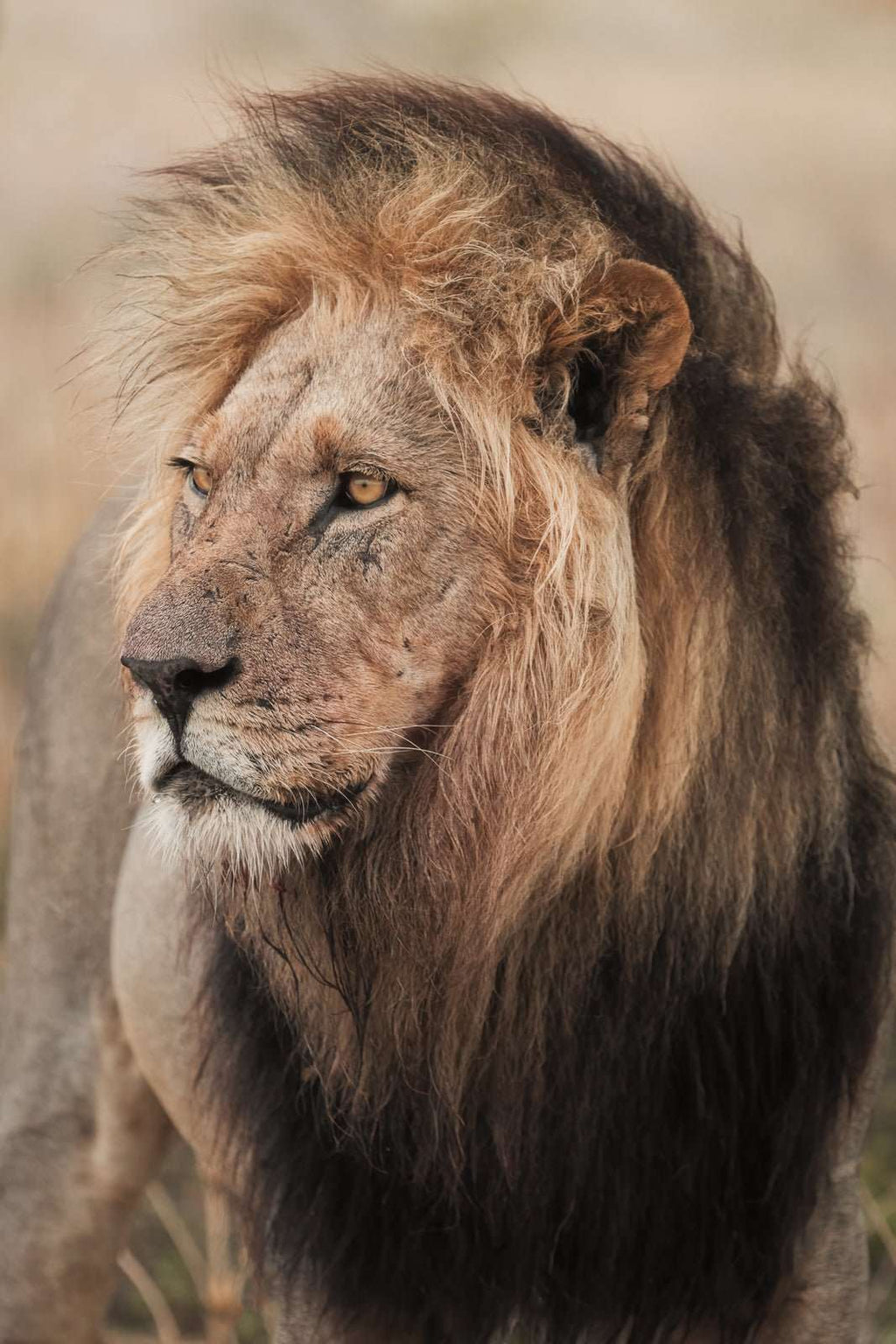 Old warrior - M35.Collective