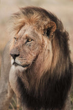 Old warrior - M35.Collective