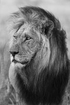 Old warrior, black and white et fotografi av Daniel Bryn Larsen