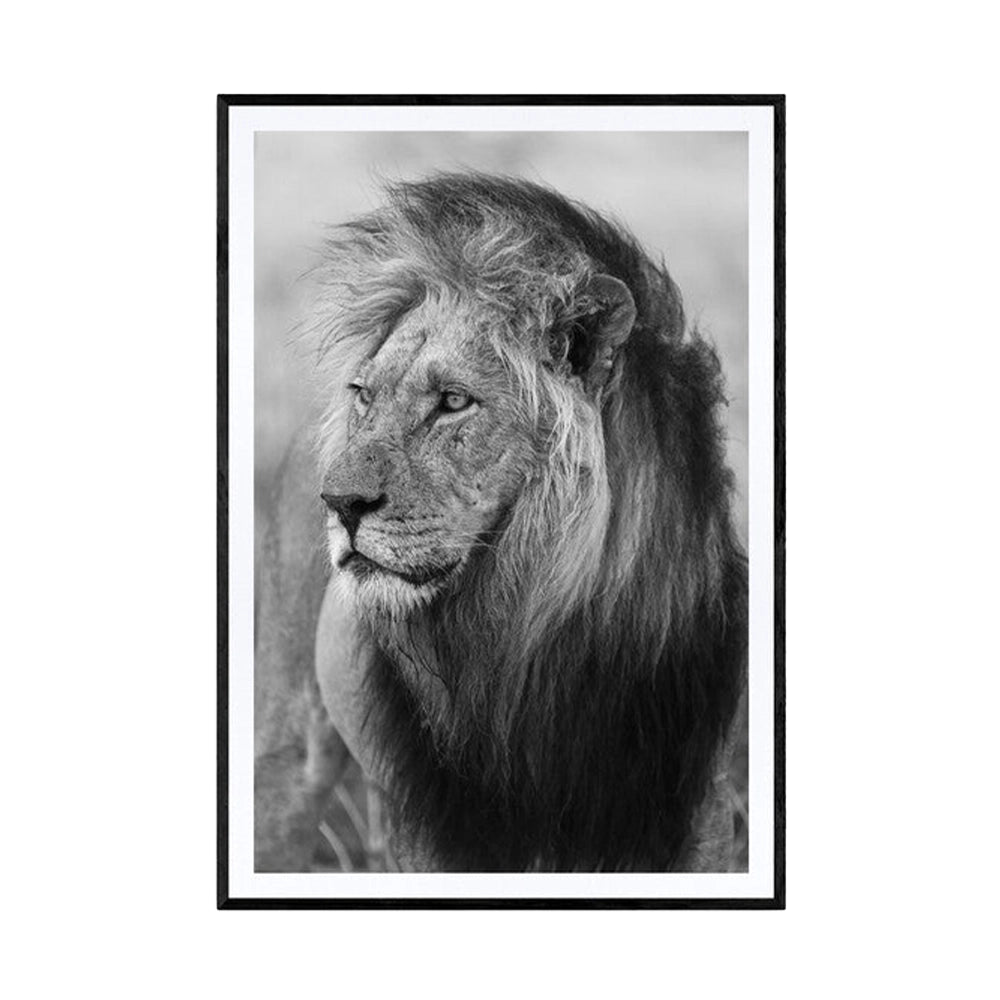 Old warrior, black and white - Galleri M35