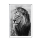 Old warrior, black and white - Galleri M35