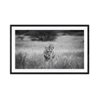 Prowler, black and white av Daniel B Larsen