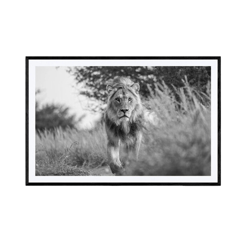 Royal Determination, black and white - galleri m35