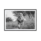 Royal Determination, black and white - galleri m35