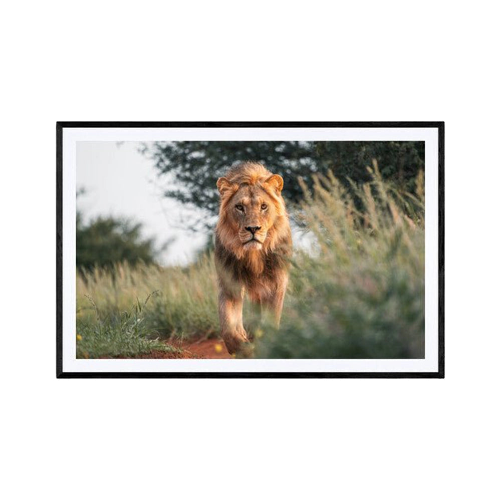 Fotografi av Daniel Bryn Larsen - Royal Determination