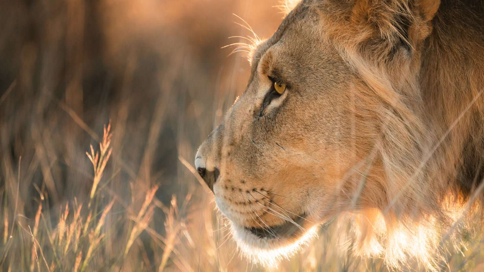 Snoopin´around - M35.Collective