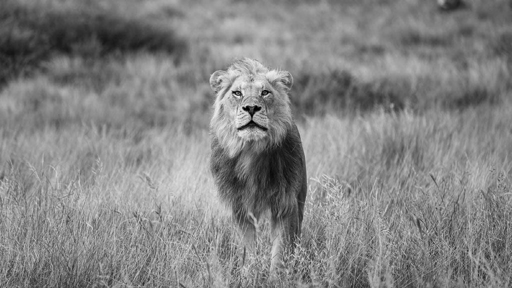 Se og opplev kunstverket i vårt galleri på Tjuvholmen.