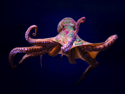 Octopussy kan du se i Galleri M35 på Tjuvholmen