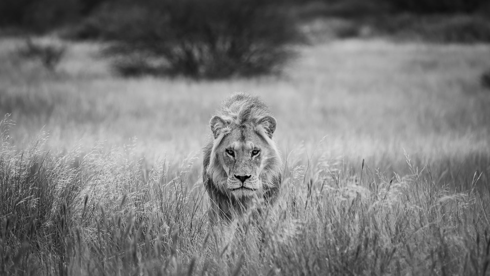 Prowler, black and white et fotografi av den Daniel Bryn Larsen