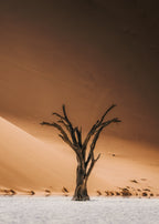 Relic of Deadvlei fotografi av Daniel Bryn Larsen