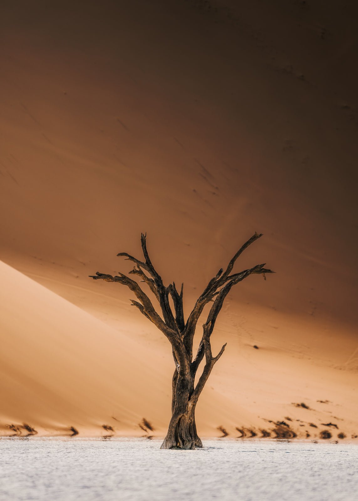 Relic of Deadvlei fotografi av Daniel Bryn Larsen