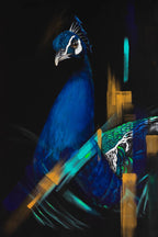 Rhythm of the night - M35.Collective