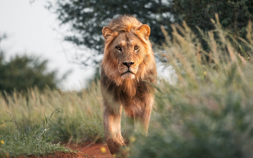 Royal Determination av Daniel Bryn Larsen