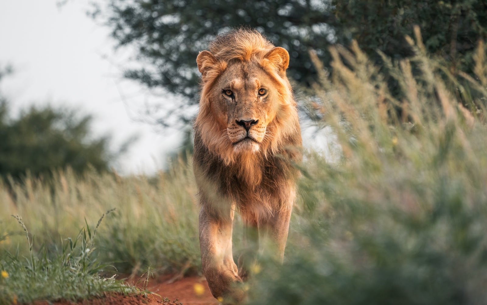 Royal Determination av Daniel Bryn Larsen