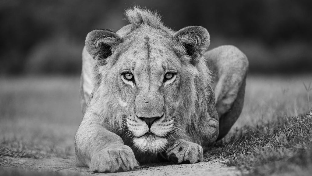 Young Gun, black and white - M35.Collective